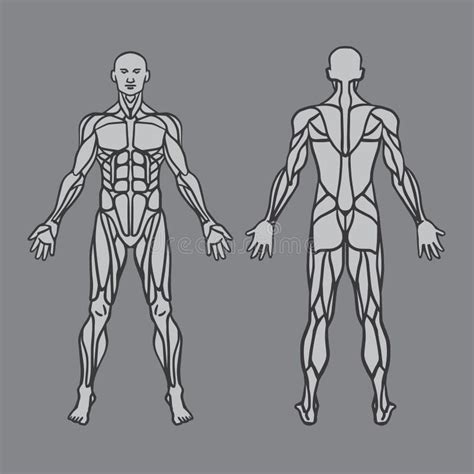 Vector Muscular System Back Anatomy Of Male Muscular