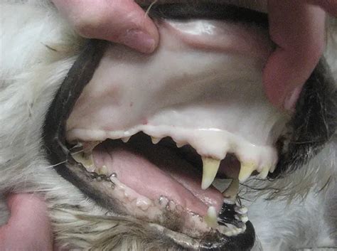 Pale Gums In Dogs Causes And Treatment World Dog Finder