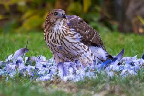 The juvenile cooper's hawk has a white chest and abdomen heavily marked with brown drips that grow thinner and taper off lower on the body. Whimbrel Nature: Cooper's Hawk Vs. Goshawk: A Cautionary Tail