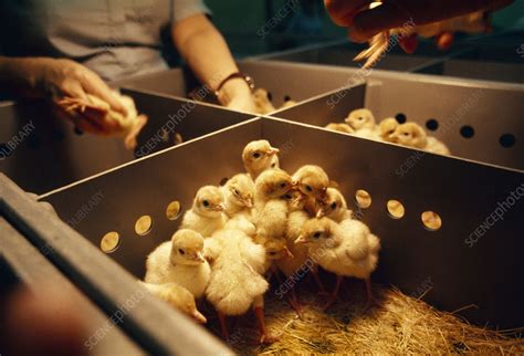 turkey chicks stock image e764 0258 science photo library