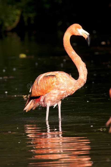 Pink Flamingo Standing Picture Image 17976551