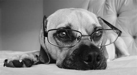 Dog Wearing Glasses K9 Magazine