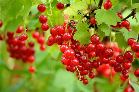 The Meaning And Symbolism Of The Word Currants