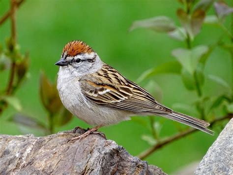The Most Common Birds Found In North America Birds And Blooms