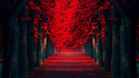 Red Black Trees Forest Wallpaper Kafkaesque