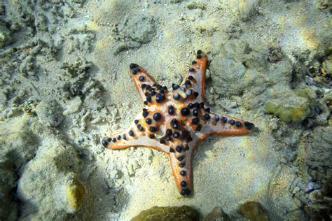 Basic Facts About A Starfishs Biology And Behavior