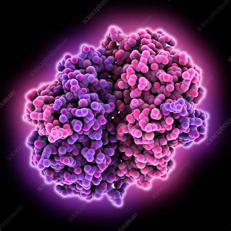 Herpes Simplex Virus Icp27 Protein Stock Image C0356253 Science