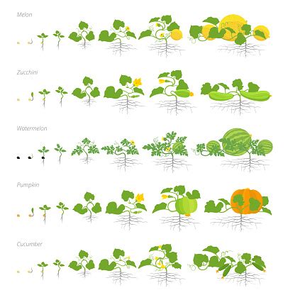 See full list on garden.eco Set Of Growth Stages Cucurbitaceae Plants Pumpkin Melon ...