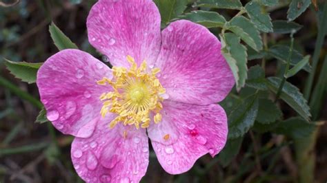 Discovering The Flora Of South Dakota Native Plants Guide