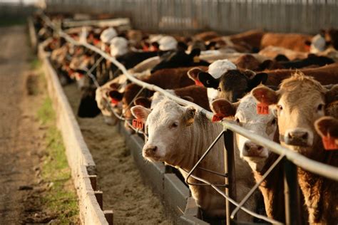 Feeder Cattle Market Digesting Many Variables Canadian Cattlemen