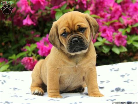 Billy, Puggle puppy for sale from Lancaster, PA - Greenfield Puppies | Greenfield puppies