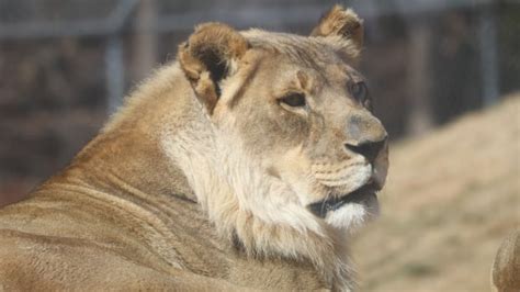 She Will Be Greatly Missed Bridget The Bearded Lioness Has Died Cbc Radio