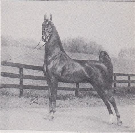 pin  american saddlebred horse