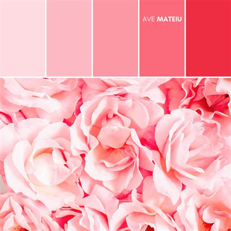 Close Up Of Pink Rose Flowers Color Palette 400 Ave Mateiu Color
