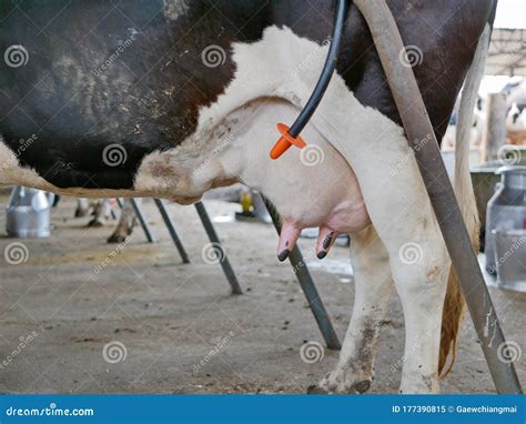 Dairy Cow S Udder Ready For Milking At A Farm Royalty Free Stock