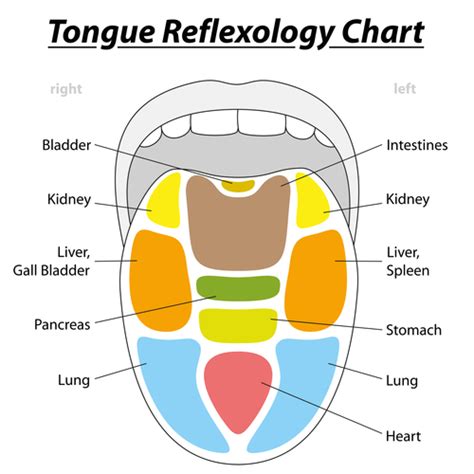 Body Connection Your Tongue Map The Refuge Body And Soul Connect