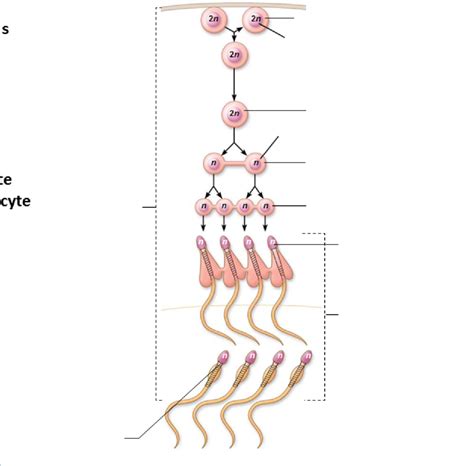 Stages Of Spermatogenesis Diagram Quizlet