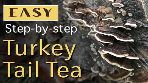 turkey tail mushroom mushroom tea how to make turkey how to make tea turkey tails recipe