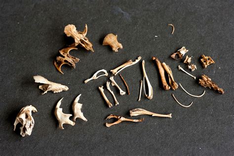 How To Dissect An Owl Pellet Diy