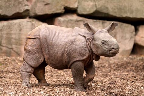 Indian Rhinoceros Baby Stock Photo Image Of Indian Skin 11406312