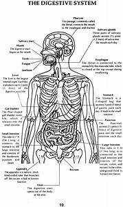 Stomach Disorders Most Commonly Occurring Disorders Of The Human