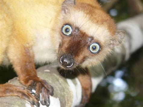 Over 90 Of Lemurs Face Extinction Iucn Today