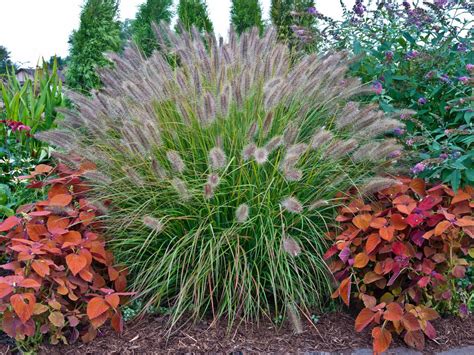 Types Of Ornamental Grasses Diy Garden Projects Vegetable Gardening