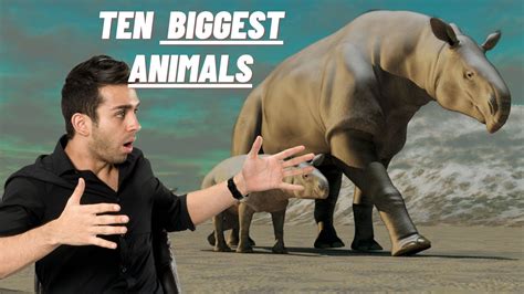 10 Biggest Animals In The World 10 Biggest Animals Of All Time Youtube