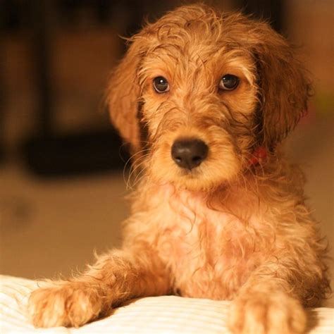 All pricing listed on this website does not include. goldendoodle puppie Look at that loving face ...