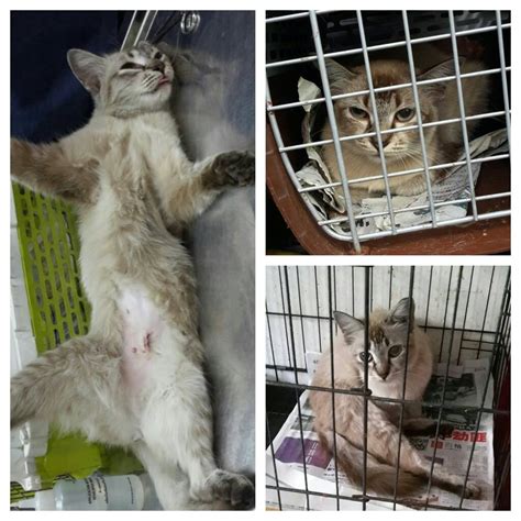 Neutering Aid For 4 Cats In Kepong Lee Chin Chins Animalcare