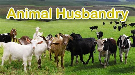 Animal Husbandry Rearing Everything About Types Important And More