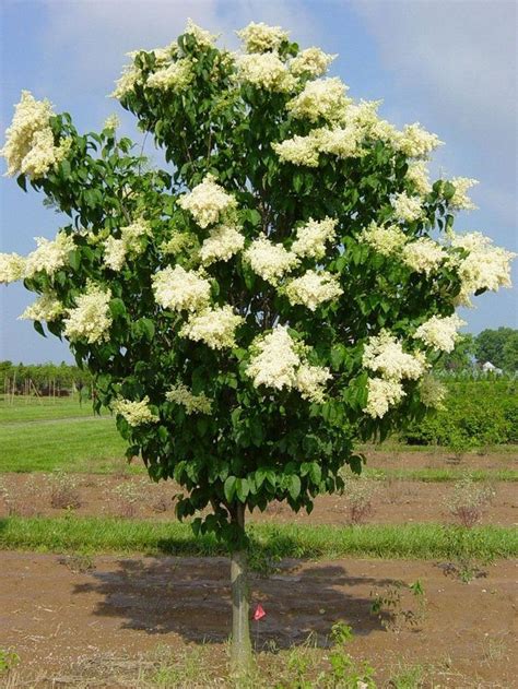 Pin By Tom Cleven On Cemetery Trees In 2020 Lilac Tree Japanese Lilac Tree Japanese Tree