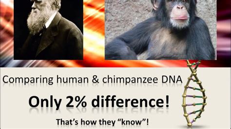 Human And Chimpanzee Dna Compared Youtube