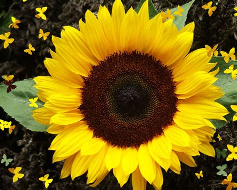 Gambar bunga matahari hitam putih gambar bunga matahari animasi. Flowerstory: Sunflower | Wallpaper bunga matahari, Bunga ...