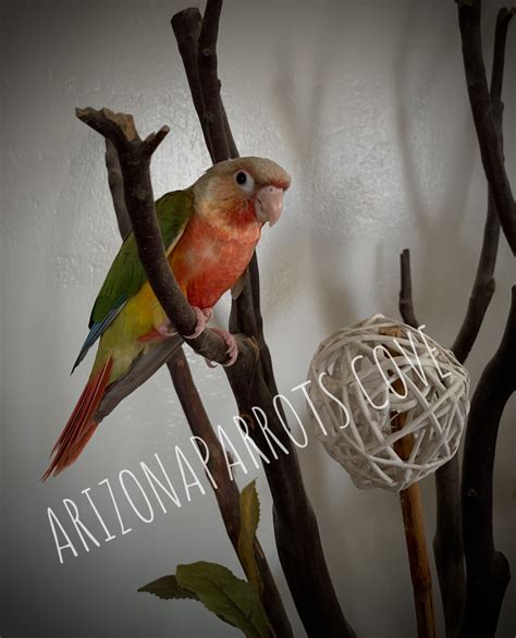 Arizona Parrots Cove Breeder Of Conure Quaker English Budgie