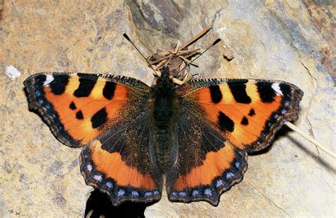 Small Tortoiseshell Butterfly Photograph By Sinclair Stammersscience