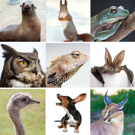 Top 151 Animals That Have External Ears