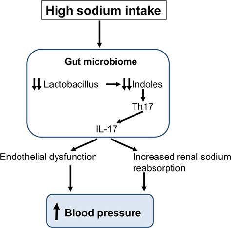 Frontiers New Insights On The Role Of Sodium In The Physiological