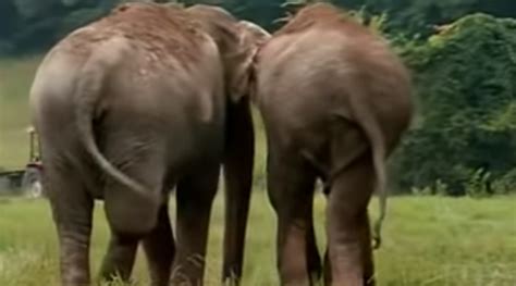 Former Circus Elephants Separated For 22 Years As Cameras Capture Tear