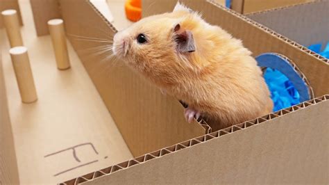 Diy Hamster Maze From Cardboard Youtube