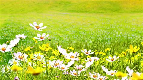 Green Meadows And Flowers Stock Footage Video 1517551 Shutterstock
