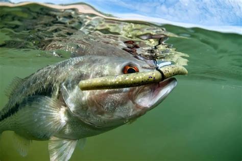 Can You Eat Freshwater Bass Outdoors Cult