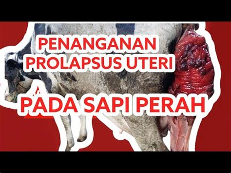 Penanganan Prolapsus Uteri Pada Sapi Cow Uterine Prolapse Youtube