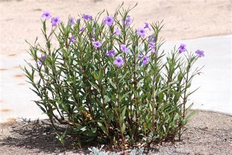 Believe it or not, purple is one of the most popular flower colors. Seed of the Week: Ruellia - Growing With Science Blog