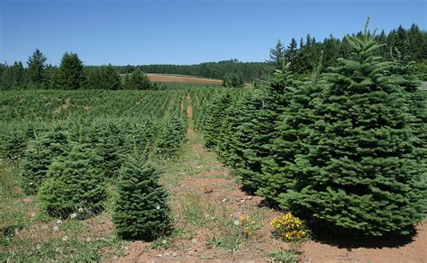 Real Vs Fake Christmas Tree Comparing The Environmental Impact Earth Org