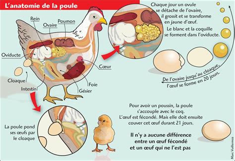 Anatomie de la poule Formation de lœuf Mon petit quotidien Sciences