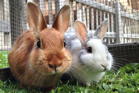 Home | Healthy Pets, Healthy People | CDC