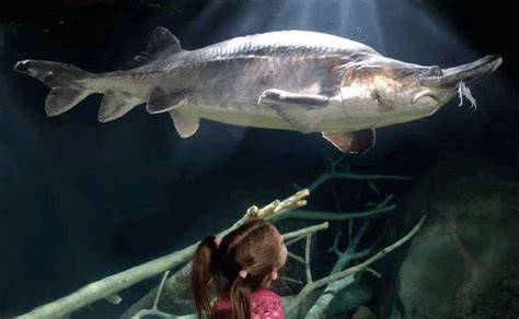 Beluga Sturgeon Fishes World Hd Images And Free Photos