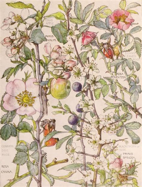 English Idyllsfrom Wild Flowers Of The British Isles By H Isabel