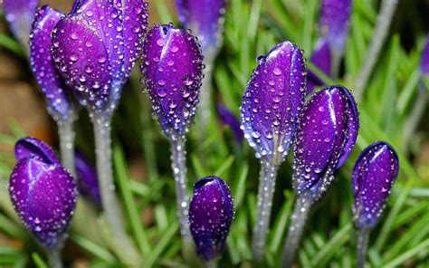 Crocuses Delicate Purple Flowers With Drops Water Bloom In Autumn